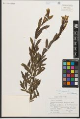 Foto von Salix purpurea L.